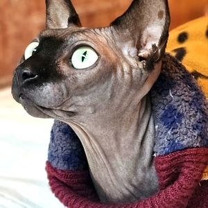 Upcycled Cat Sweaters made to order